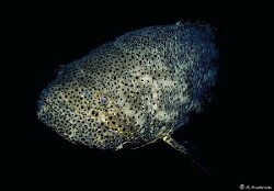 The Goliath Grouper. This fish seems prehistoric. A trip ... by Steven Anderson 
